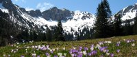 Bergwiese im Tannheimer Tal
