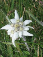 Blume im Tannheimer Tal