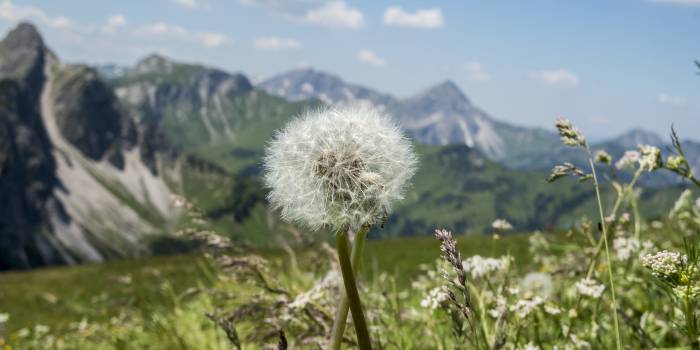 Nahaufnahme Pusteblume auf Bergwiese