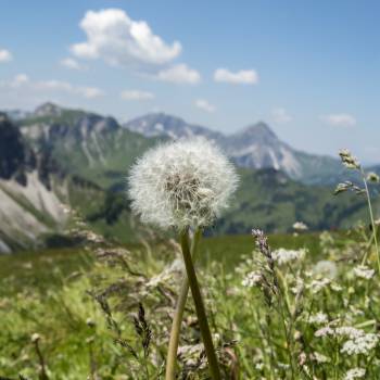 Nahaufnahme Pusteblume auf Bergwiese