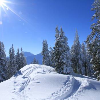 Schneespuren Wald 