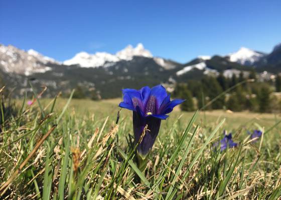 Alpenblüte auf einer Bergwiese im Frühling