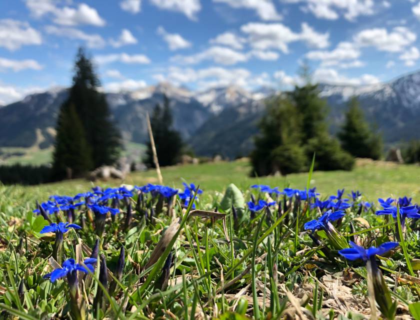 Frühlings Wanderurlaub im Tannheimer Tal – ein Überraschungspaket zwischen Schneestapfen und Gipfelglück mit Enzian.