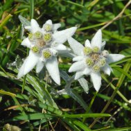 Die Big Five der Alpenblumen, Bild 5/6