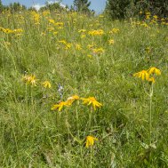 Die Big Five der Alpenblumen, Bild 6/6