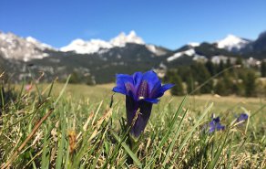 Blau, blau, blau blüht der Enzian, Bild 1/2