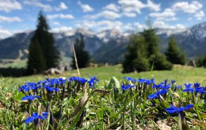 Frühlings Wanderurlaub im Tannheimer Tal – ein Überraschungspaket zwischen Schneestapfen und Gipfelglück mit Enzian., Bild 1/2
