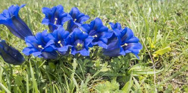 Die Big Five der Alpenblumen, Bild 2/6