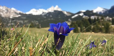 Blau, blau, blau blüht der Enzian, Bild 1/2