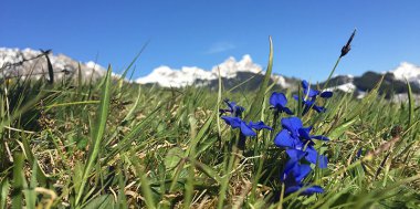 Blau, blau, blau blüht der Enzian, Bild 2/2